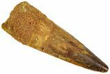 Bargain, Spinosaurus Tooth - Real Dinosaur Tooth #192048-1
